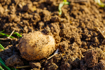 Potato in Soil