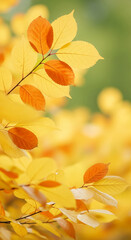 Obraz premium Close-up of yellow and orange autumn leaves on branch, soft focus background showcasing nature's seasonal transition, ideal for fall themes