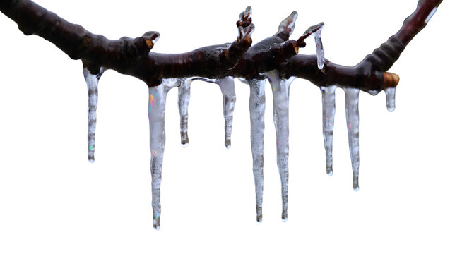 Icicles hanging from a dark tree branch covered in frost and ice isolated on a transparent background