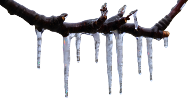 Icicles hanging from a dark tree branch covered in frost and ice isolated on a transparent background