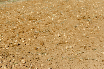 Field of Potatoes in Dry Soil