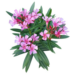 Nerium oleander transparency background, bouquet of pink flowers isolate background., bouquet of pink flowers