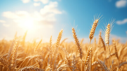 Fototapeta premium Golden wheat field swaying under a clear blue sky, capturing the warmth of harvest season and rural agricultural landscape.