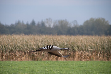 Kranich im Tiefflug &uuml;ber Feld, Grus grus
 Ein Kranich fliegt in geringer H&ouml;he &uuml;ber ein Feld und Mais, typische Szene aus der Vogelwelt im Herbst.