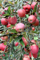 Erntezeit in der Apfelplantage
