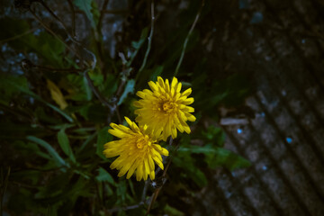 tarassaco © franco1970