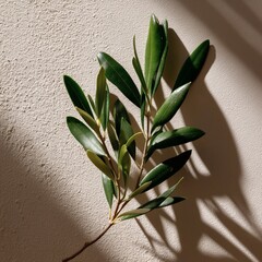 Olive branch on textured surface with light casting strong shadows.