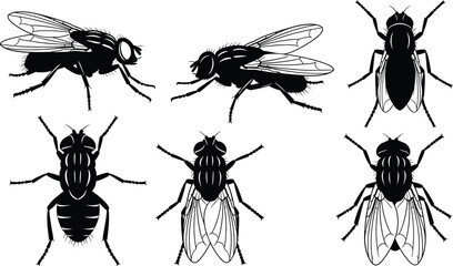 Stylized Fly Silhouettes – Insect Anatomy Vector Set Featuring Top and Side Views for Biology, Entomology, Education, and Design Use