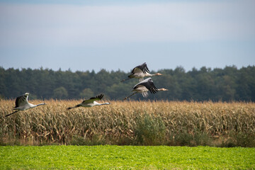 Kranich mit erhobenen Fl&uuml;geln im Flug &uuml;ber Feld, Grus grus
Ein Kranich fliegt mit erhobenen Fl&uuml;geln &uuml;ber ein Feld und Mais, typische Szene aus dem Vogelzug im Herbst.