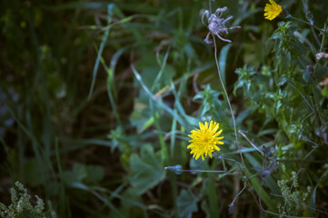 tarassaco © franco1970
