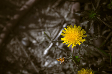 tarassaco © franco1970