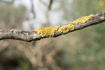 licheni