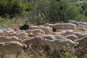 gregge di pecore