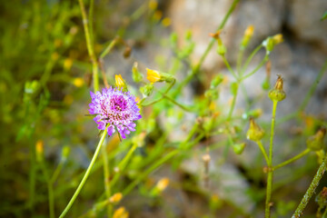 Obraz premium vegetazione spontanea