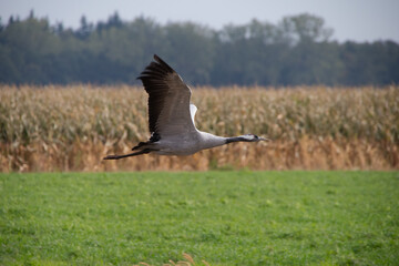 Kranich mit erhobenen Flügeln im Flug über Feld, Grus grus
Ein Kranich fliegt mit erhobenen Flügeln über ein Feld und Mais, typische Szene aus dem Vogelzug im Herbst.