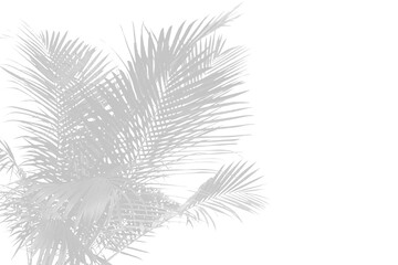 Illustration of palm leaf shadow isolated on transparent background