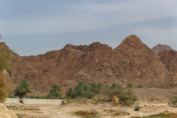 Date Palm Oasis and Dry Scrubland Against Rugged, Rust-Red Rocky Mountains