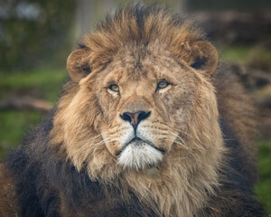 African male lion