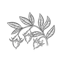 A branch with leaves and jojoba seeds