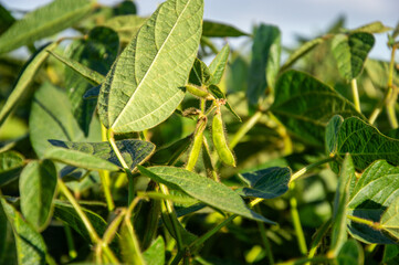 Healthy soybean plants thrive in a green field as the sun shines brightly above, showcasing their vibrant growth in summer