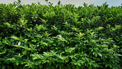 Obraz premium dense green foliage forms a vibrant lush hedge