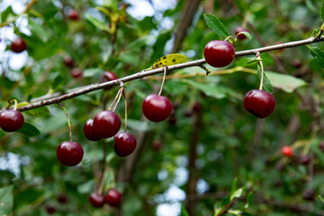 Cherry branch with ripe red cherries hanging from it in a lush green garden during the summer season, showcasing a vibrant natural environment filled with life