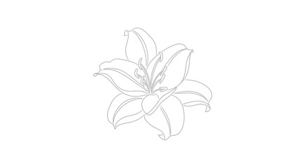 Elegant lily flower outline illustration for design projects and coloring books showcasing its