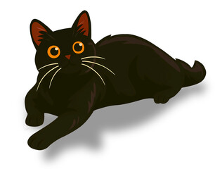 black cat isolated on white