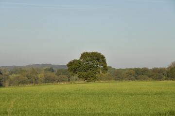 L'arbre isol&eacute; au milieu d'une grande prairie &agrave; &Eacute;caussinnes d'Enghien (Soignies)