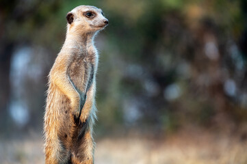 Fototapeta premium Curious meerkat standing on its hind legs near the Nwetwe Salt Pan in Botswana