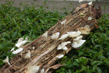 Delicate White Mushrooms Flourish on Decaying Fallen Tree Trunk in Lush Green Undergrowth