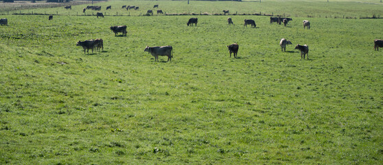 Cows in the cattle pen livestock Organic Farm background