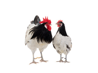 rooster and hen isolated on white background