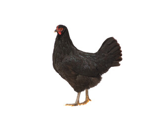 Black chicken isolated on white background