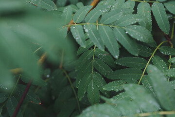 Rowan leaves after rain in a park with water droplets. Fresh greenery, wet foliage, and peaceful natural scene. Perfect for nature, seasonal, and macro themes.