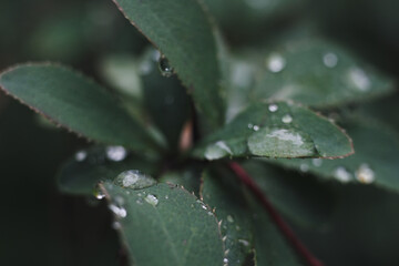 Macro close-up of a raindrops on a leaf in the forest. Fresh foliage, water droplets, and natural textures. Ideal for nature, macro, and seasonal photography.