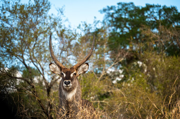 Waterbuck in Kruger National Park in South Africa
