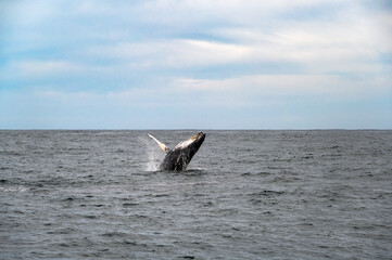 Humpback whale jumping out of the water near Knysna, South Africa