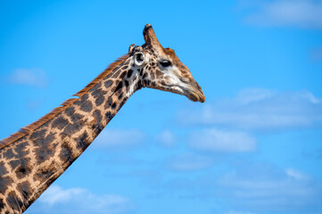 View of a giraffe neck and head with a beautiful blue sky in Kruger National Park in South Africa