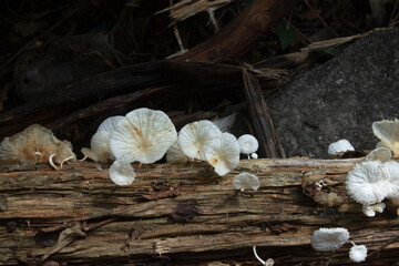 Delicate White Fungi Adorning a Weathered Fallen Log in the Forest