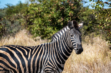 View of a black and white striped zebra in Kruger National Park in South Africa