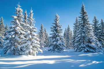 Fototapeta premium snow covered pine trees