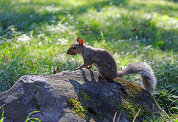 Squirrel on a rock with its long tail in Central Park in New York City