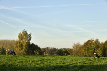 Deux vaches laiti&egrave;res broutant l'herbe en fin de journ&eacute;e d'automne &agrave; Ghislenghien (Ath)