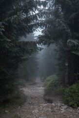 Fototapeta premium Mysterious foggy forest trail leading to the mountains in the morning mist. 