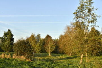 Couleurs de l'automne d'un bois sous la lumi&egrave;re du coucher de soleil &agrave; &Eacute;caussinnes d'Enghien (Soignies)