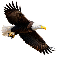 Obraz premium Bald Eagle in Flight transparent background