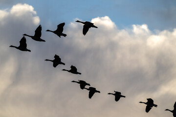 Flock of Canada geese in silhouette flying in formation across the sky.