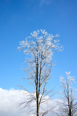 Tall trees covered in frost reach towards a bright blue sky. The scene captures the beauty and tranquility of a winter day, with sunlight illuminating the frosty branches