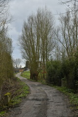 Chemin traversant un bois en fin de journée d'hiver à Écaussinnes d'Enghien (Soignies)